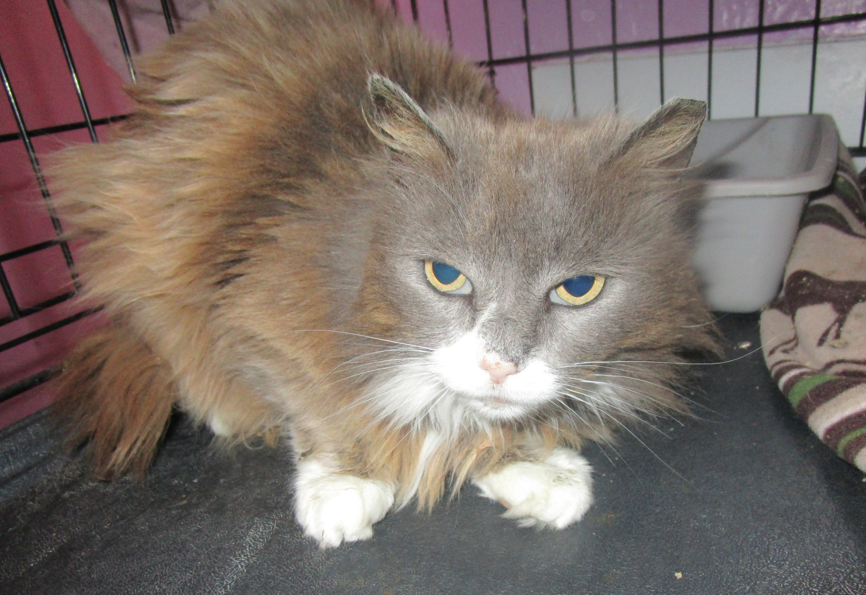 Kohl's Cat House - Ingrid